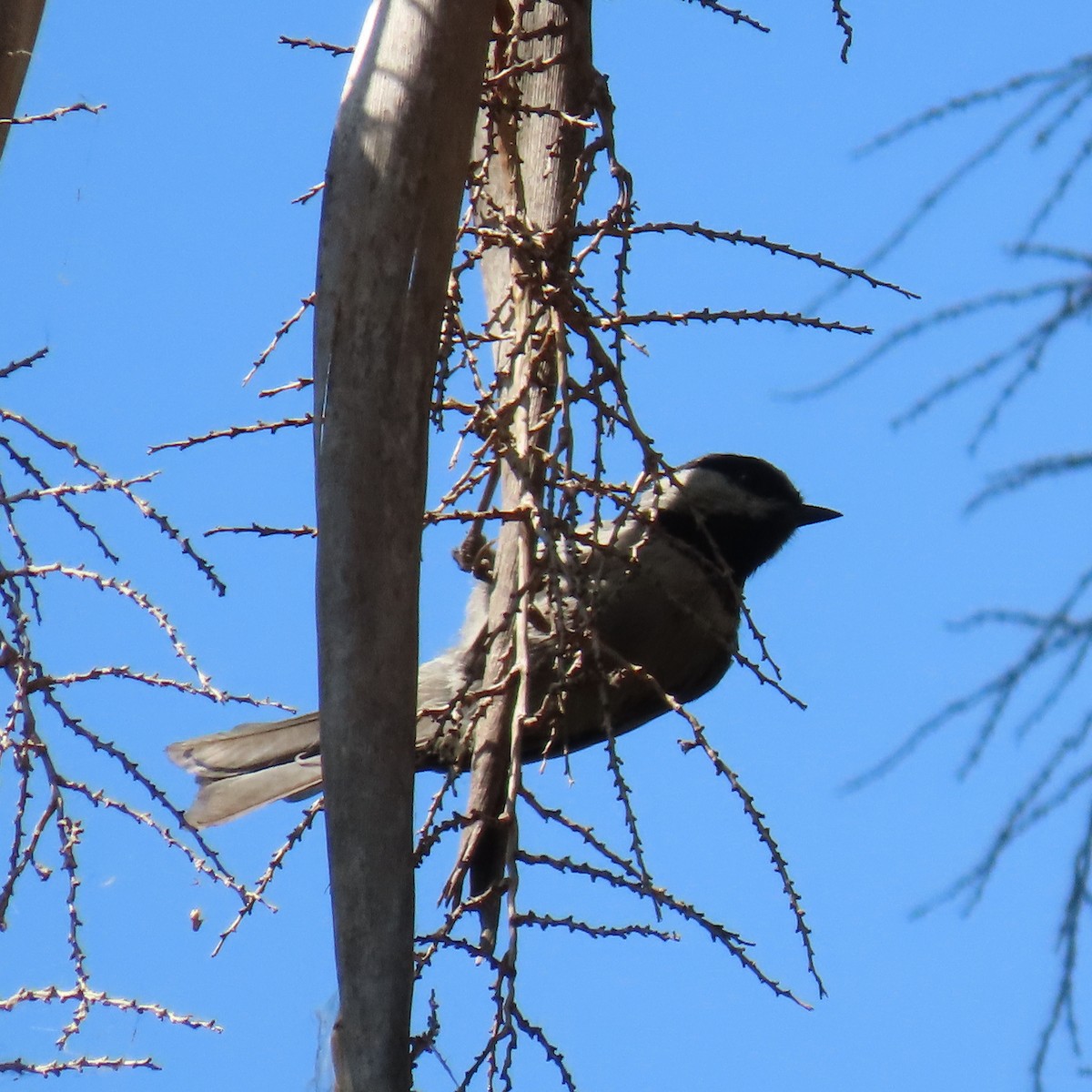 Mountain Chickadee - ML621552848