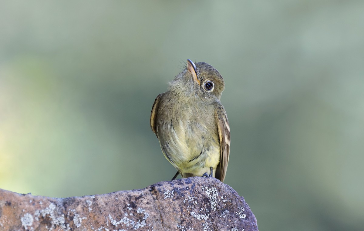 Western Flycatcher (Cordilleran) - ML621552855