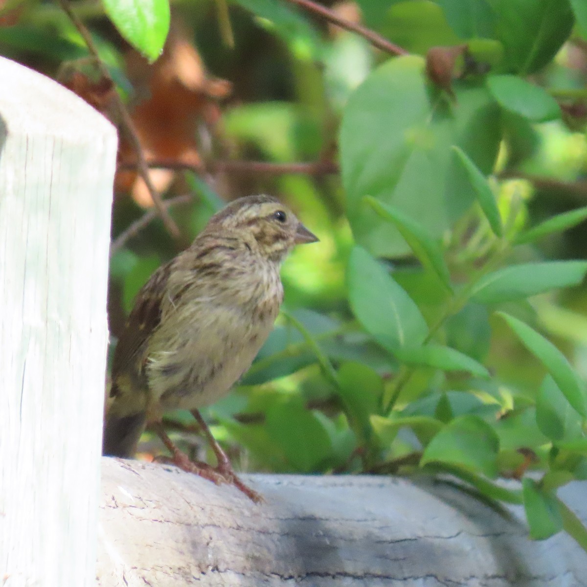 Song Sparrow - ML621552897