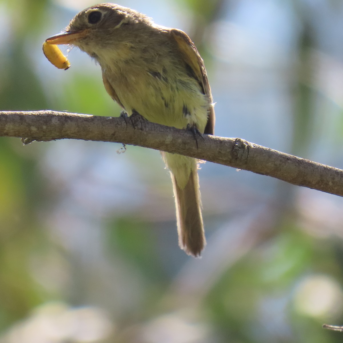 Western Flycatcher - Brian Nothhelfer