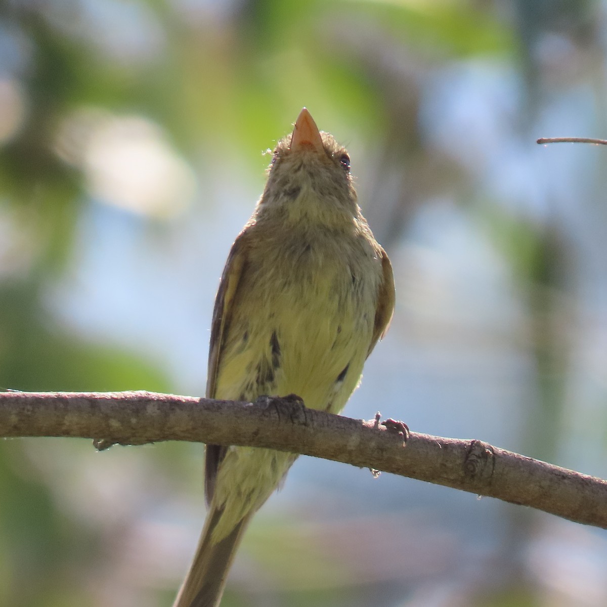 Western Flycatcher - Brian Nothhelfer