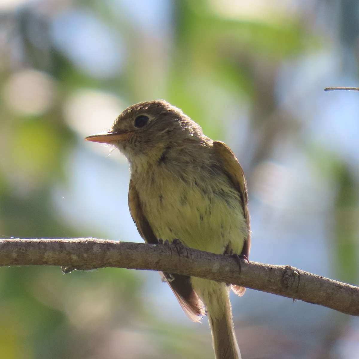 Western Flycatcher - ML621552918