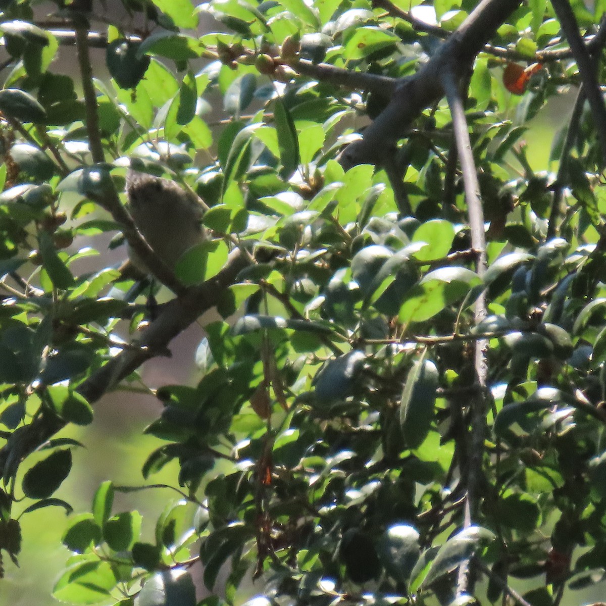 Oak Titmouse - Brian Nothhelfer