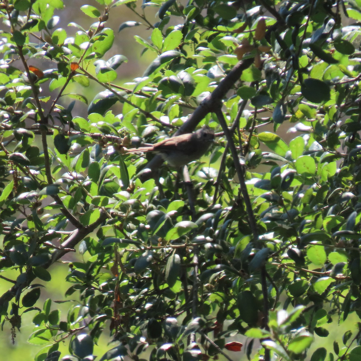 Oak Titmouse - ML621552951