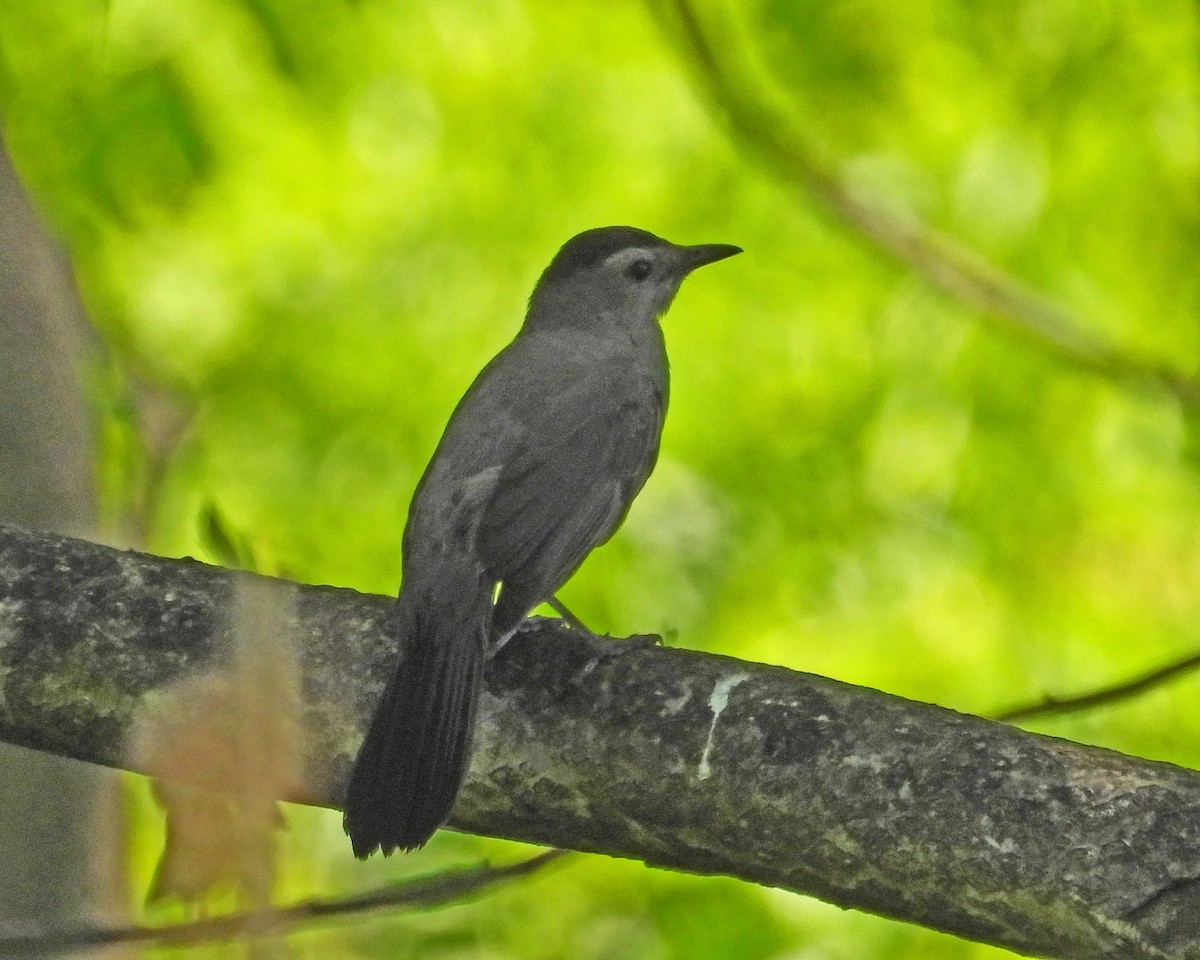 Gray Catbird - Aubrey Merrill