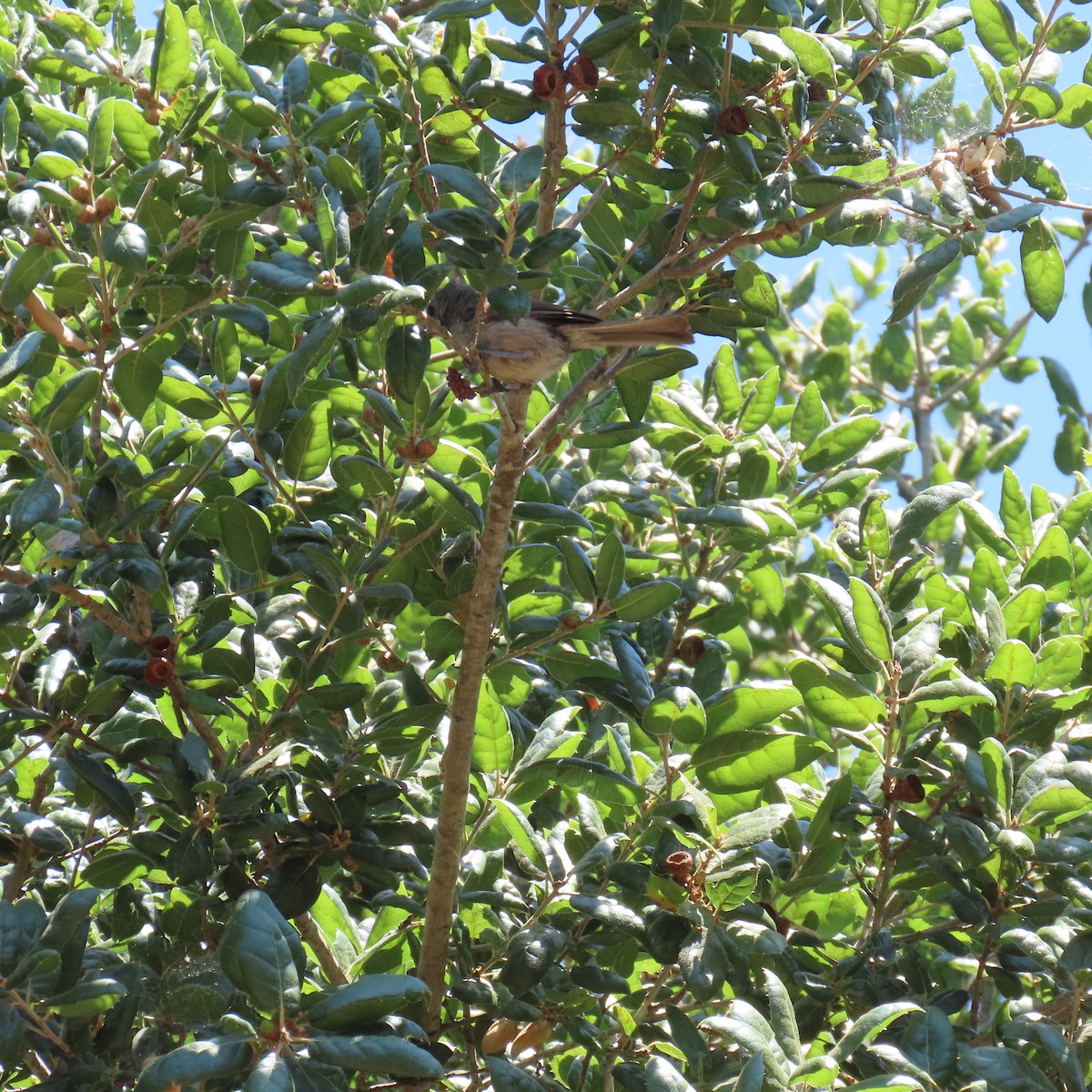 Oak Titmouse - ML621552981