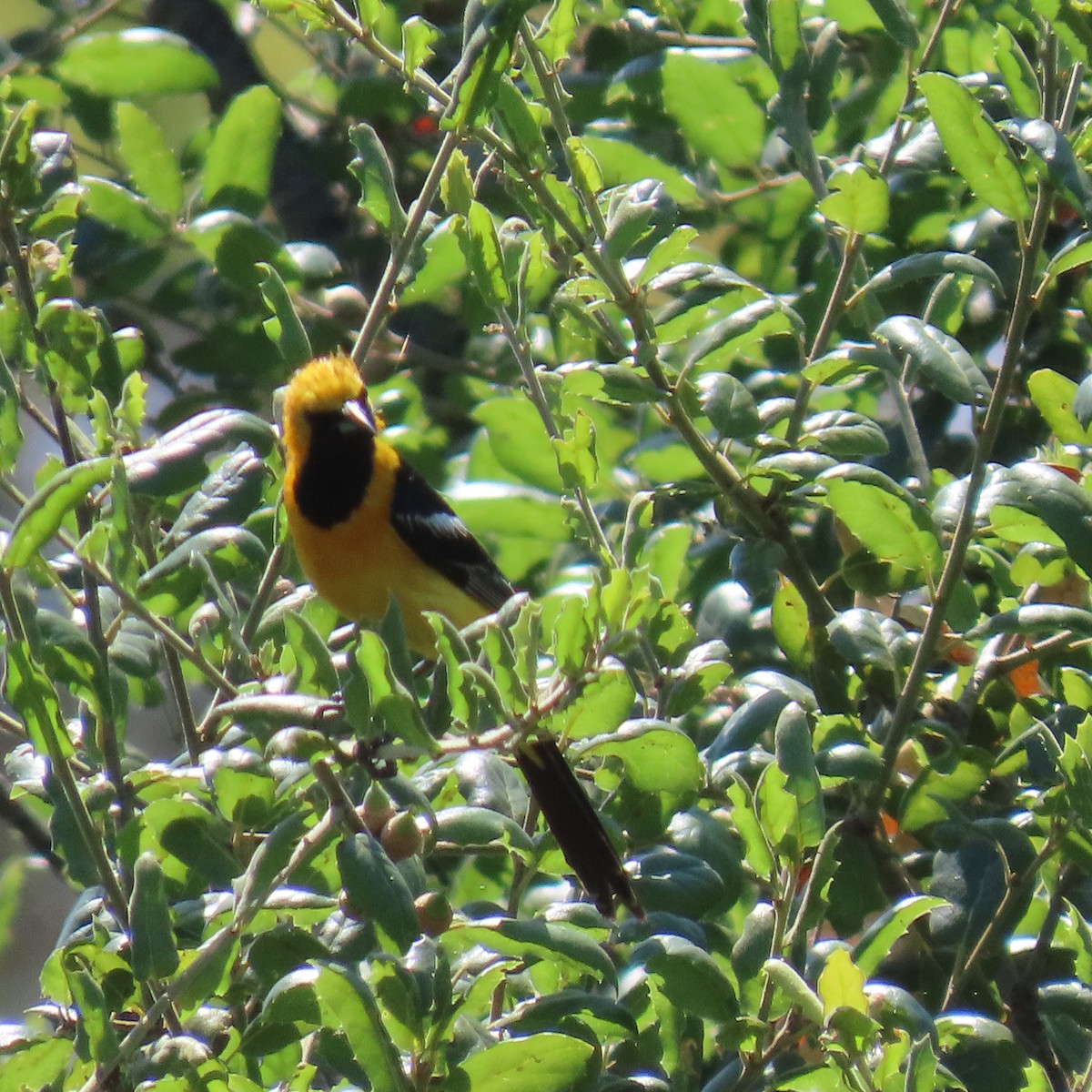 Hooded Oriole - ML621552987