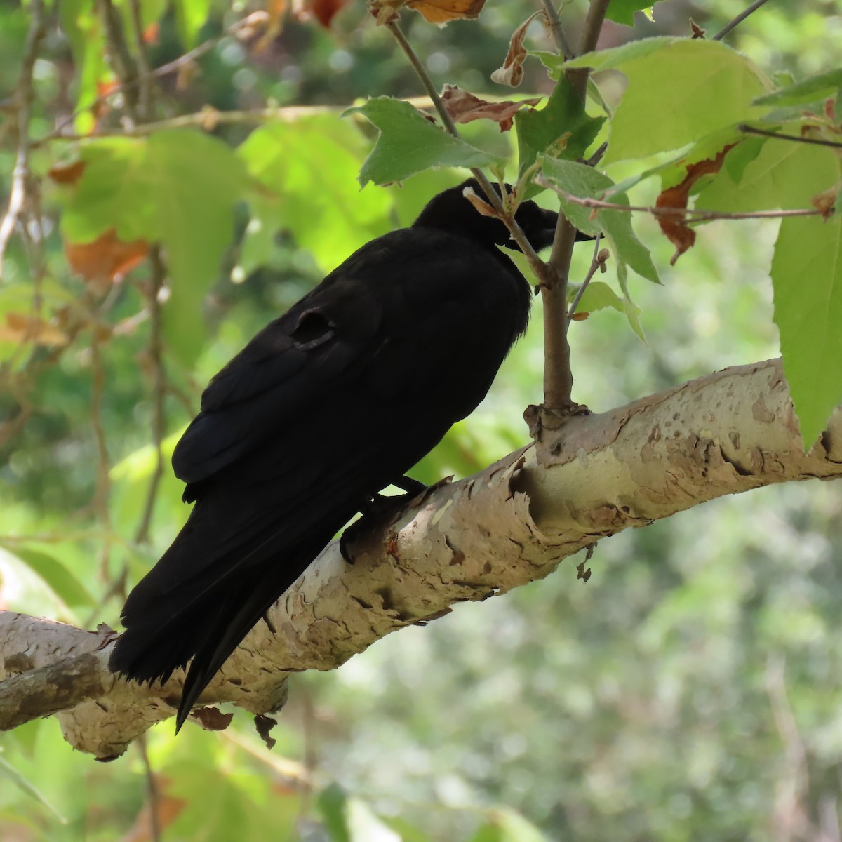 American Crow - ML621552998