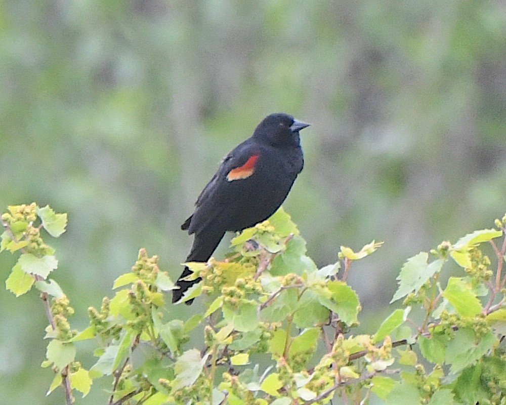 Red-winged Blackbird - ML621553000