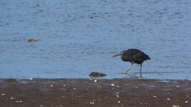 Pacific Reef-Heron - ML621553002