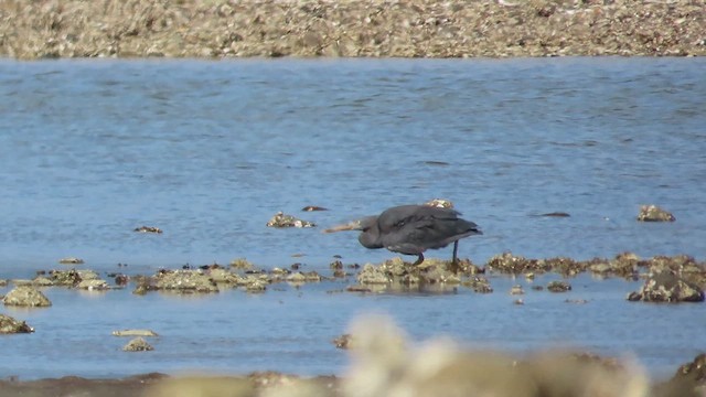 Pacific Reef-Heron - ML621553003