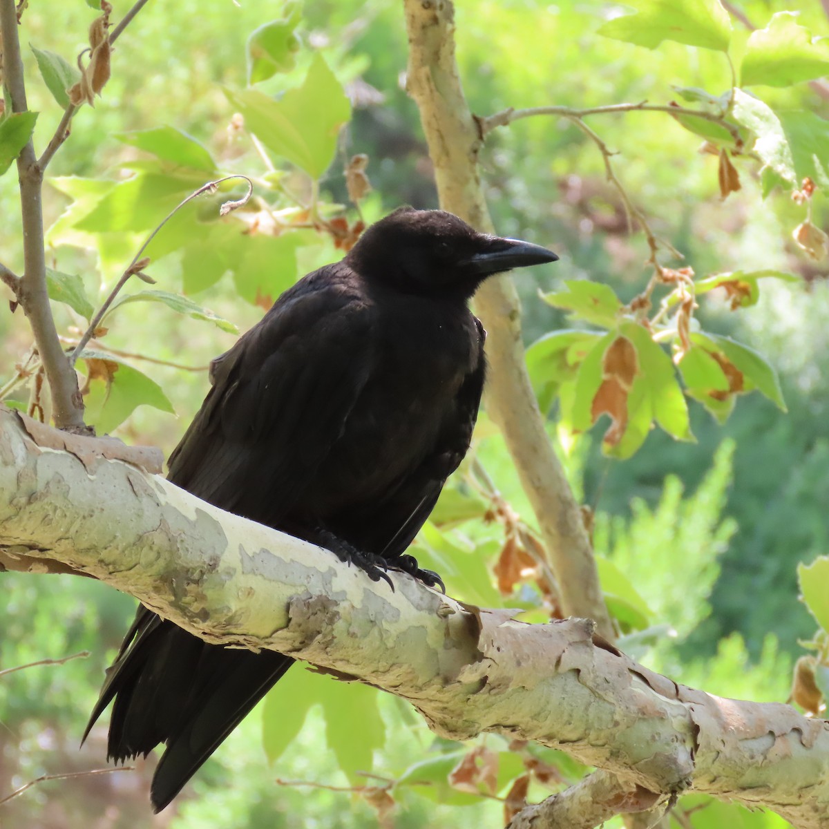 American Crow - ML621553004