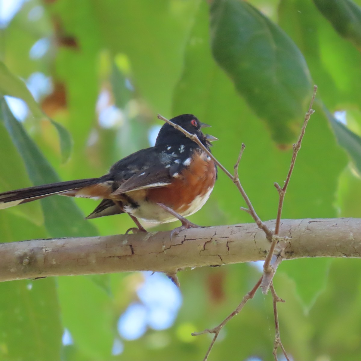 Spotted Towhee - ML621553010