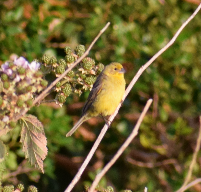 Grassland Yellow-Finch - ML621553043