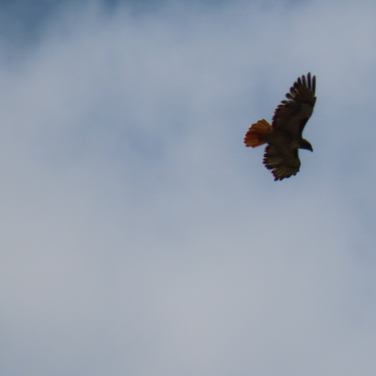 Red-tailed Hawk - ML621553060