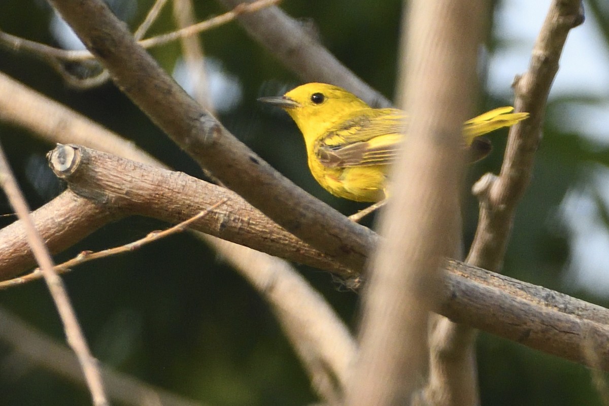 Yellow Warbler - ML621553063