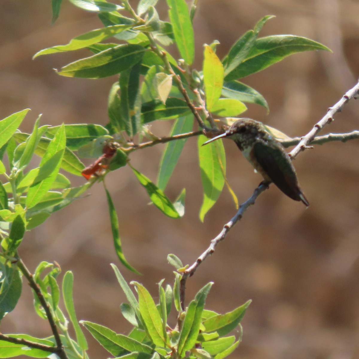 Allen's Hummingbird - ML621553146
