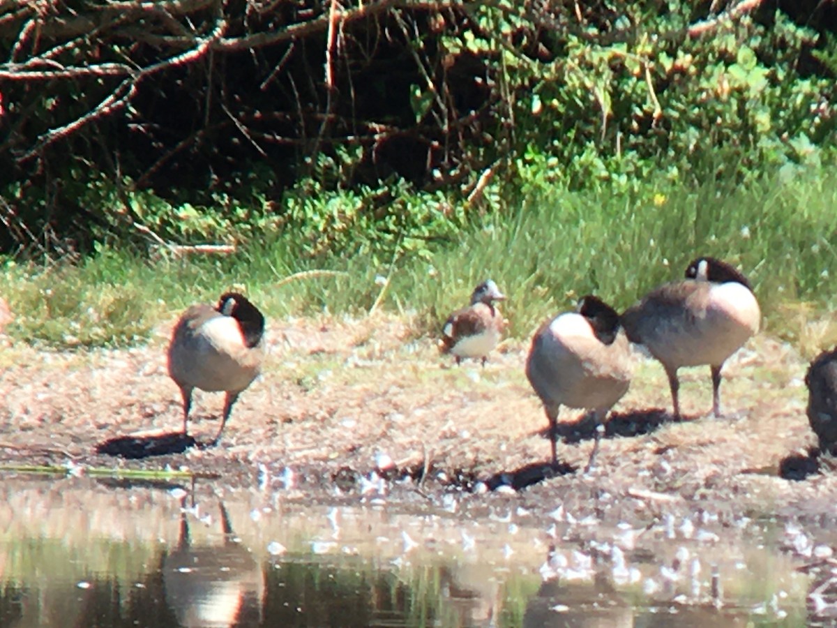 American Wigeon - ML621553151