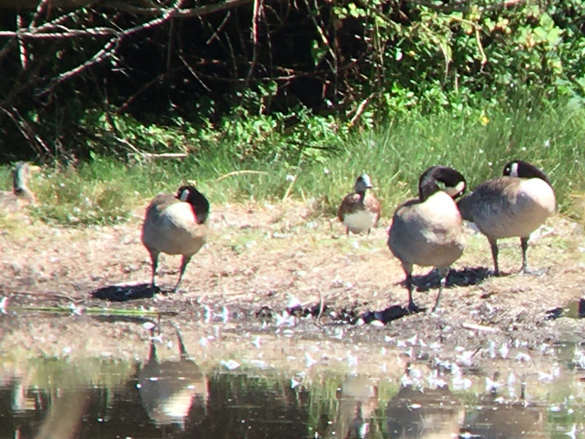 American Wigeon - ML621553152