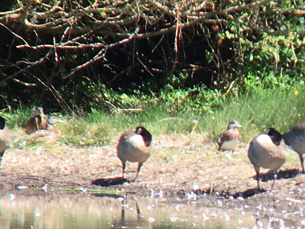 American Wigeon - ML621553153