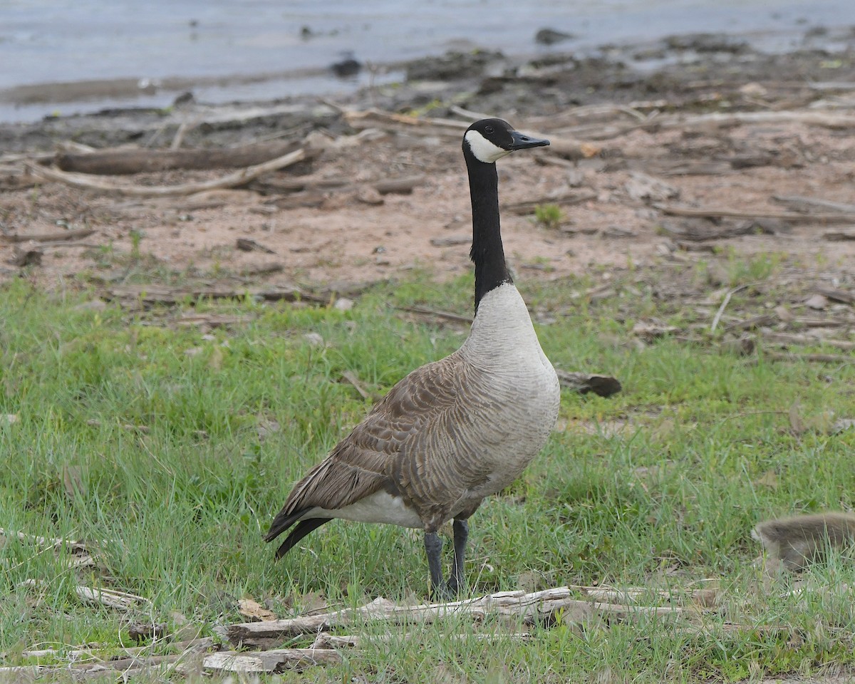 Canada Goose - ML621553170