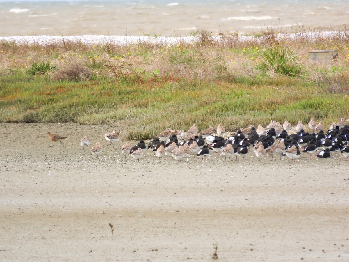 Bar-tailed Godwit - Maria del Castillo