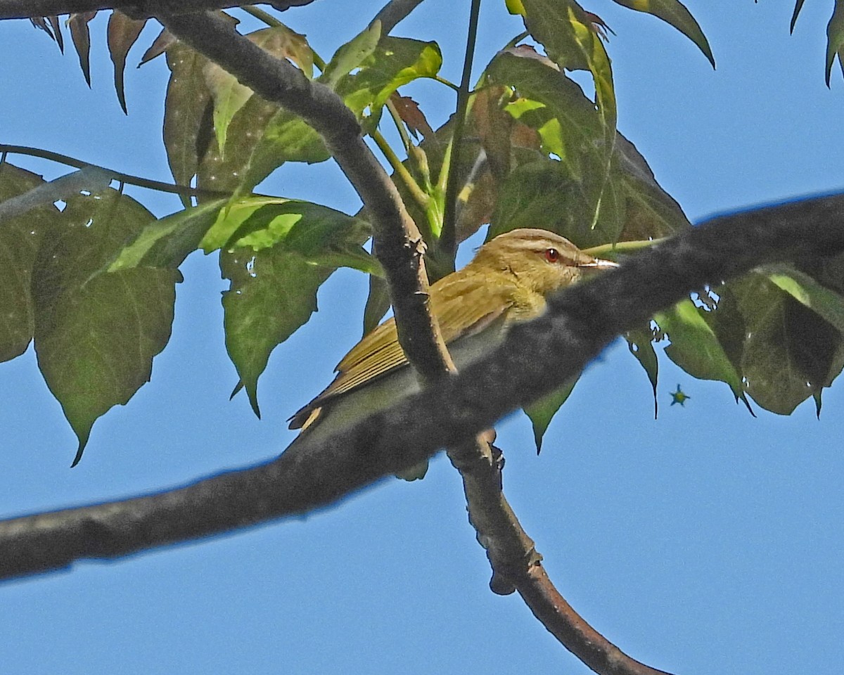 Red-eyed Vireo - ML621553192