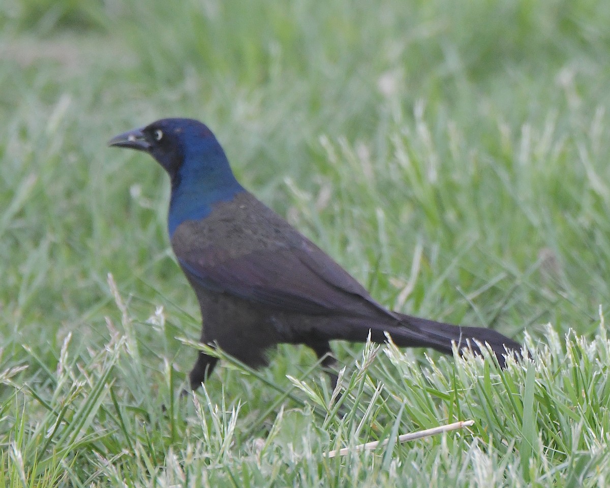 Common Grackle - ML621553233