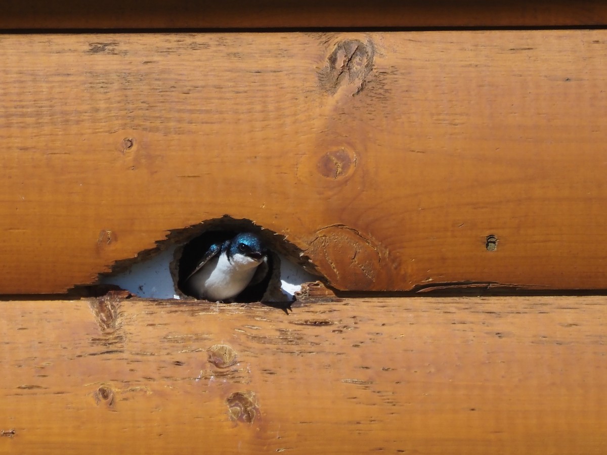 Tree Swallow - ML621553245