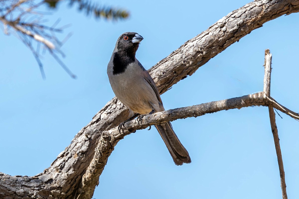 Black-faced Tanager - ML621553256