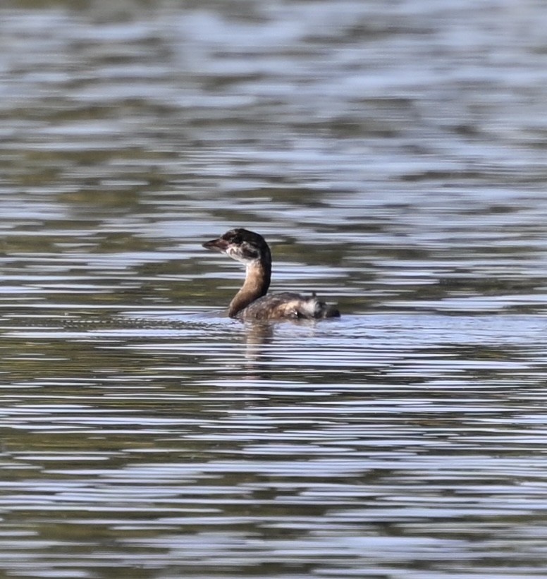 Pied-billed Grebe - ML621553282