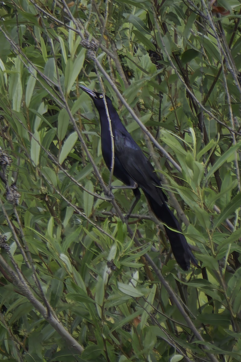 Great-tailed Grackle - ML621553287