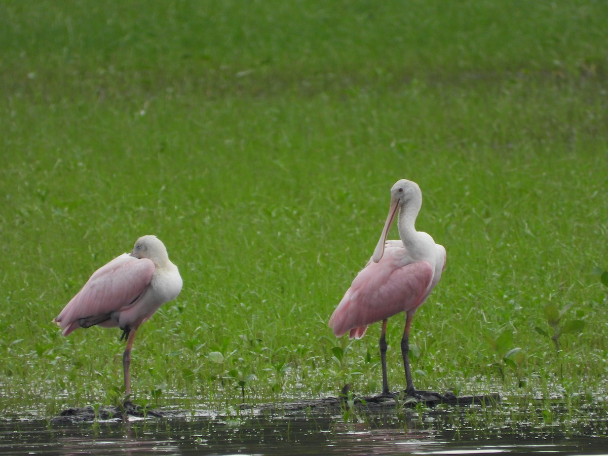 Roseate Spoonbill - ML621553292