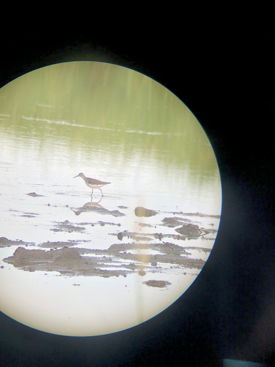 Solitary Sandpiper - ML621553296