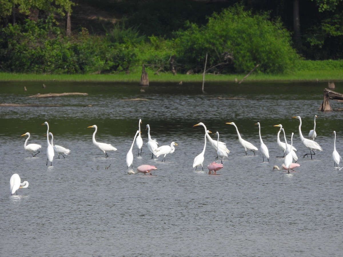 Roseate Spoonbill - ML621553312