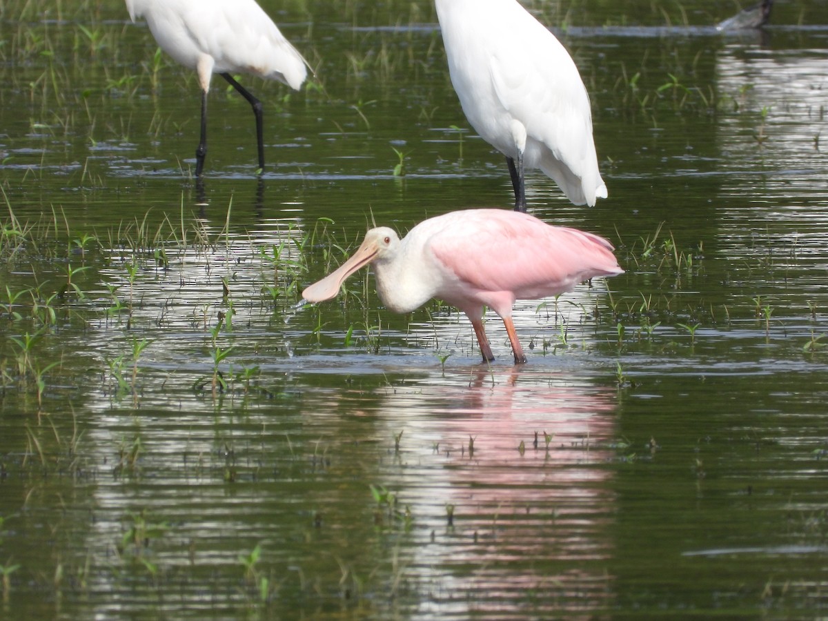 Roseate Spoonbill - ML621553374