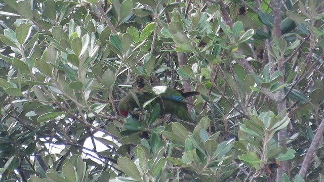 Red-crowned Parakeet - ML621553391