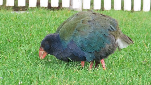 South Island Takahe - ML621553416