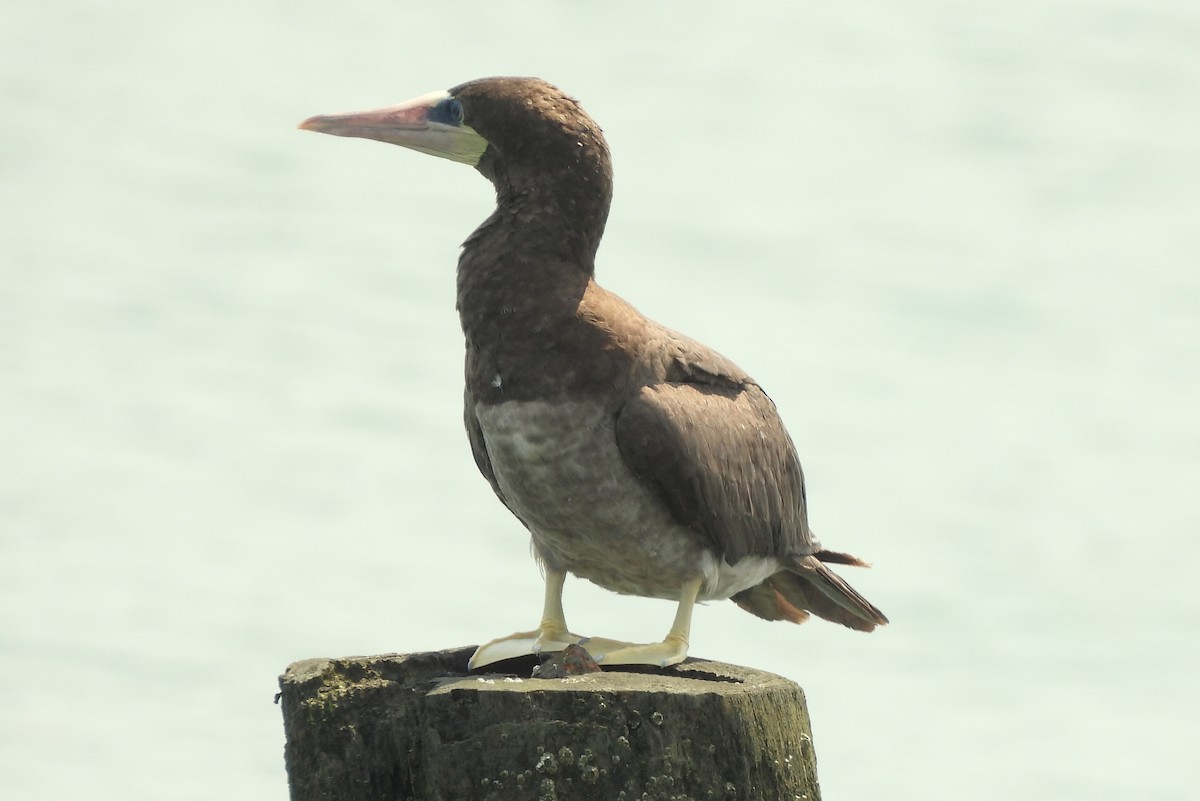 Brown Booby - ML621553421