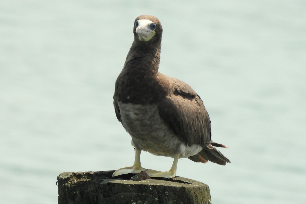 Brown Booby - ML621553422