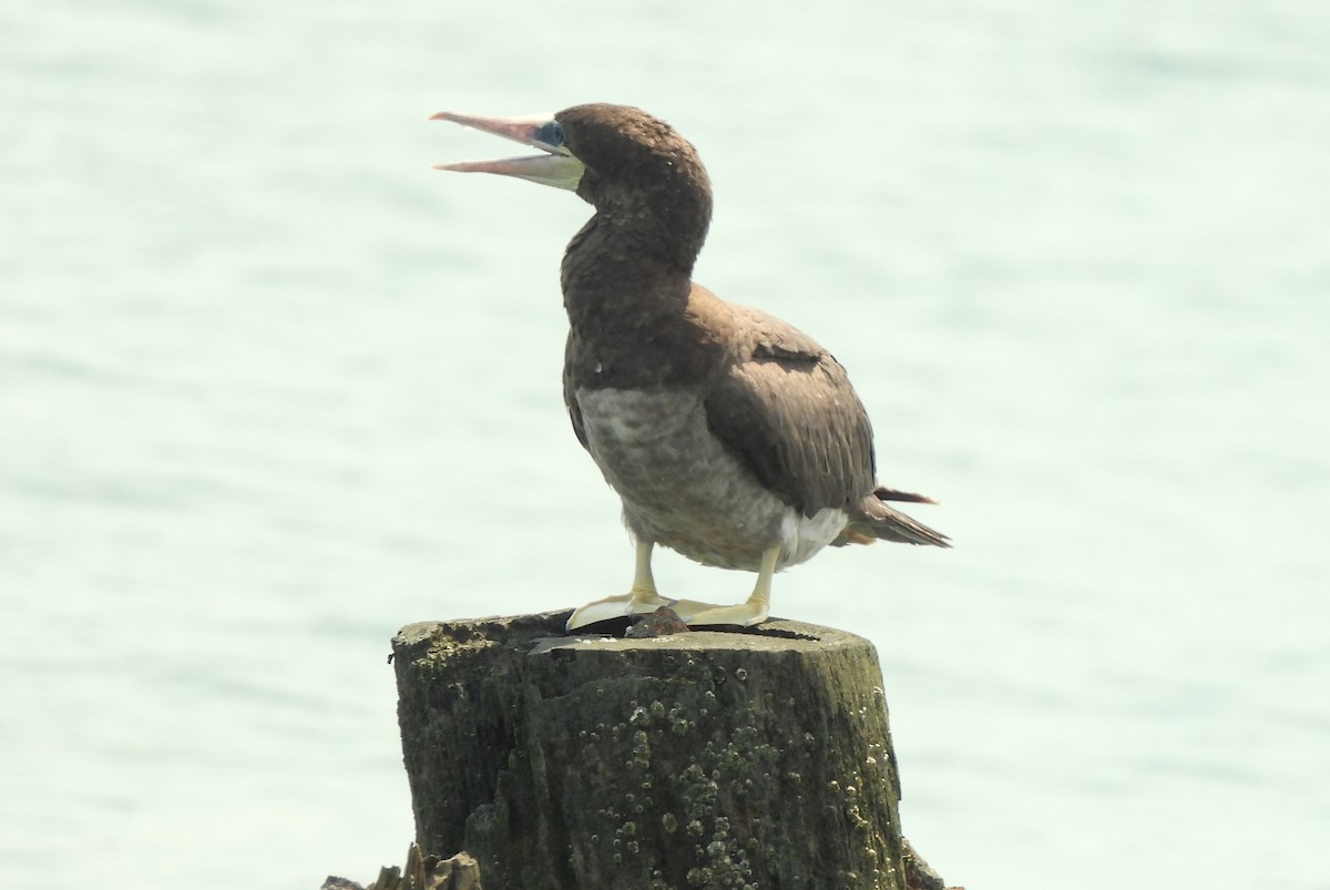 Brown Booby - ML621553423
