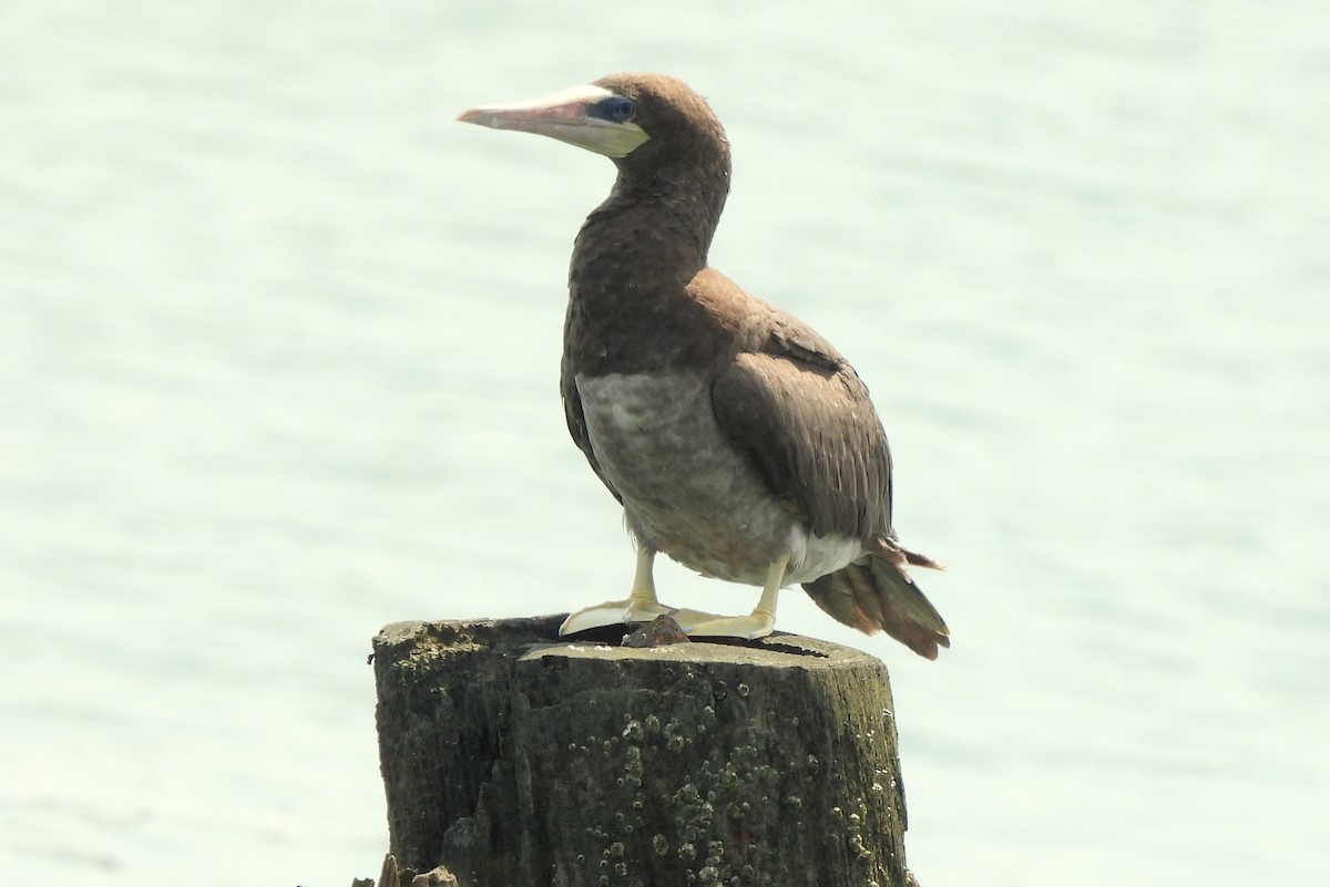 Brown Booby - ML621553425
