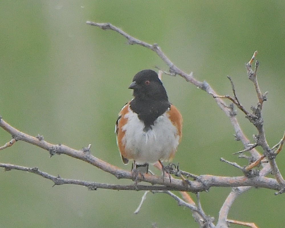 Spotted Towhee - ML621553444