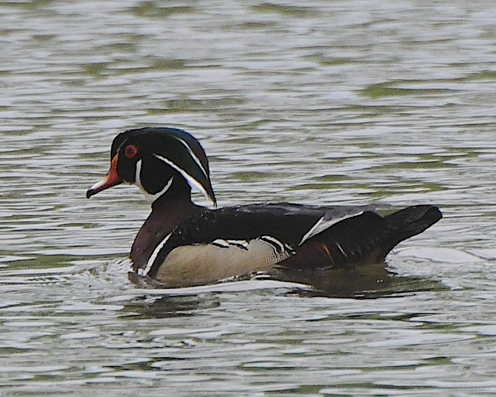 Wood Duck - ML621553462