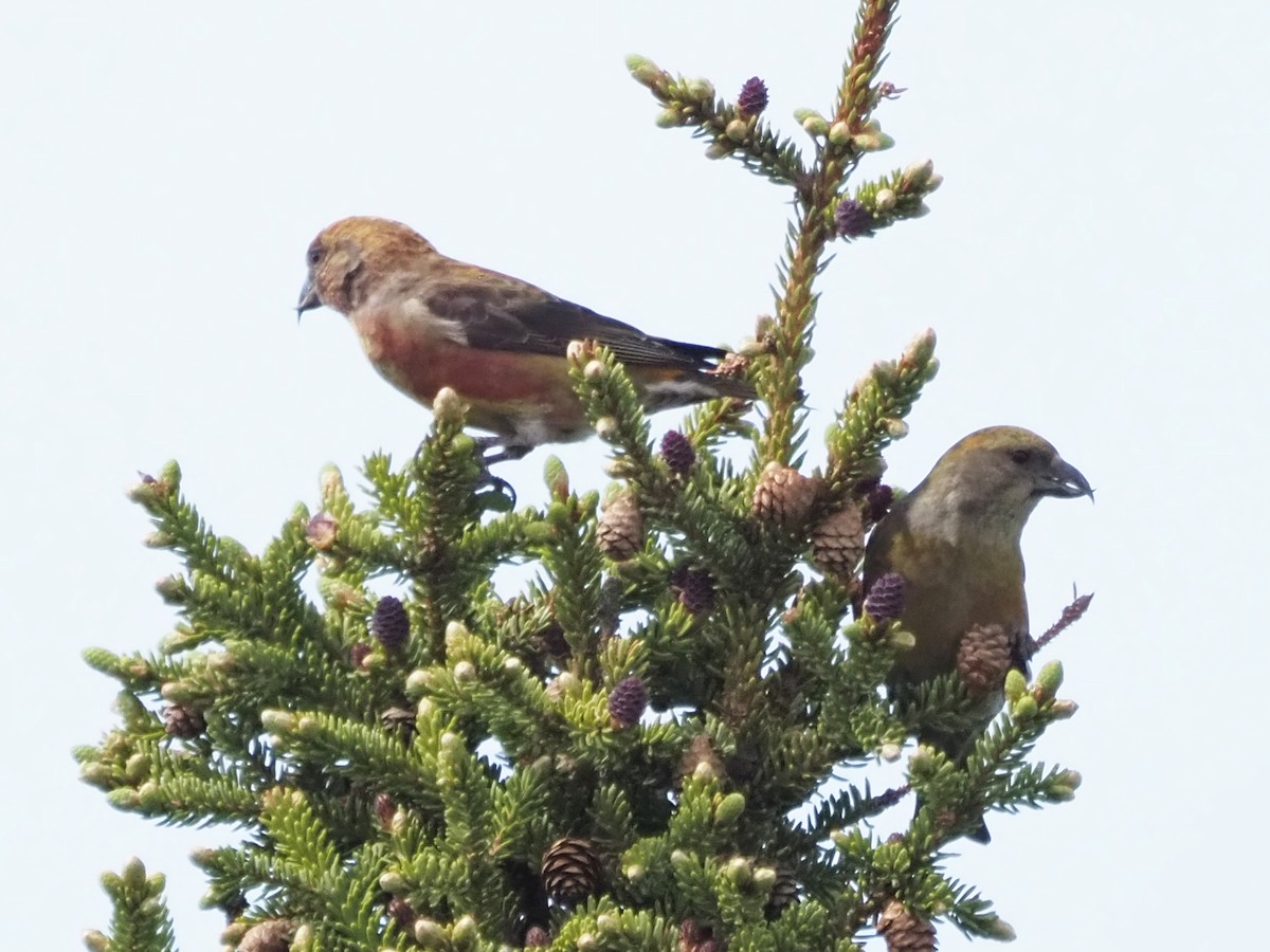 Red Crossbill - ML621553471