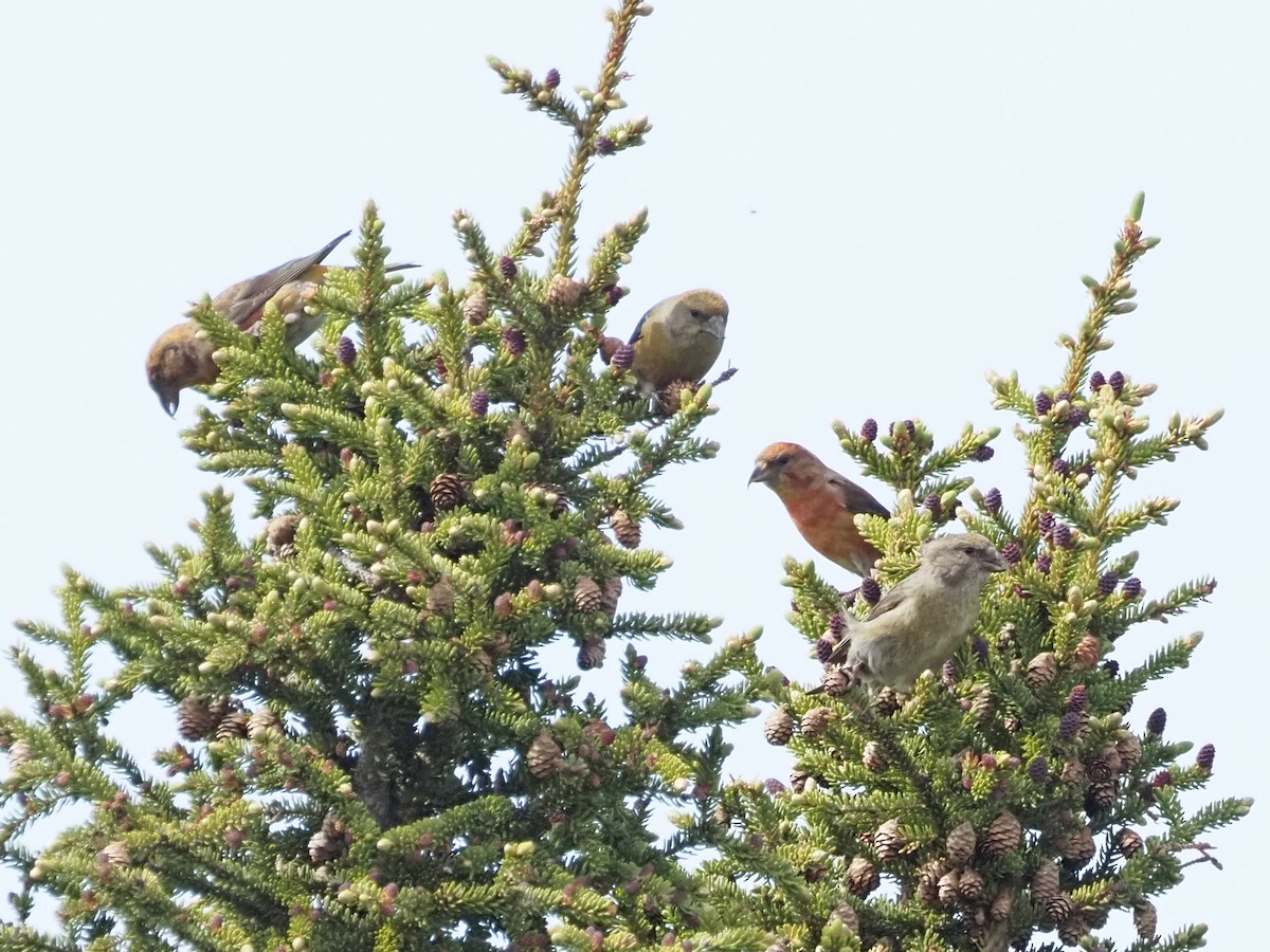 Red Crossbill - ML621553472