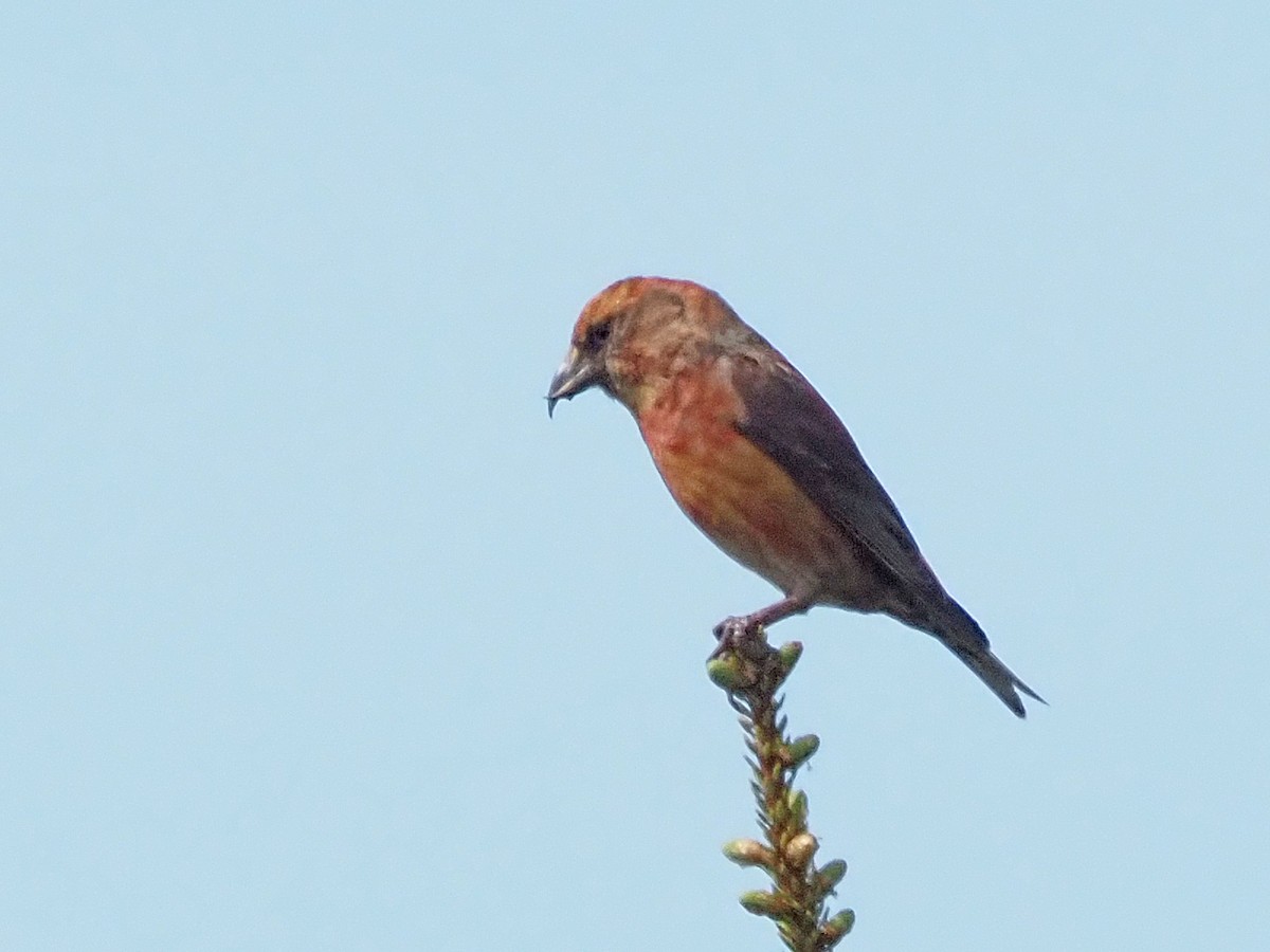 Red Crossbill - ML621553473