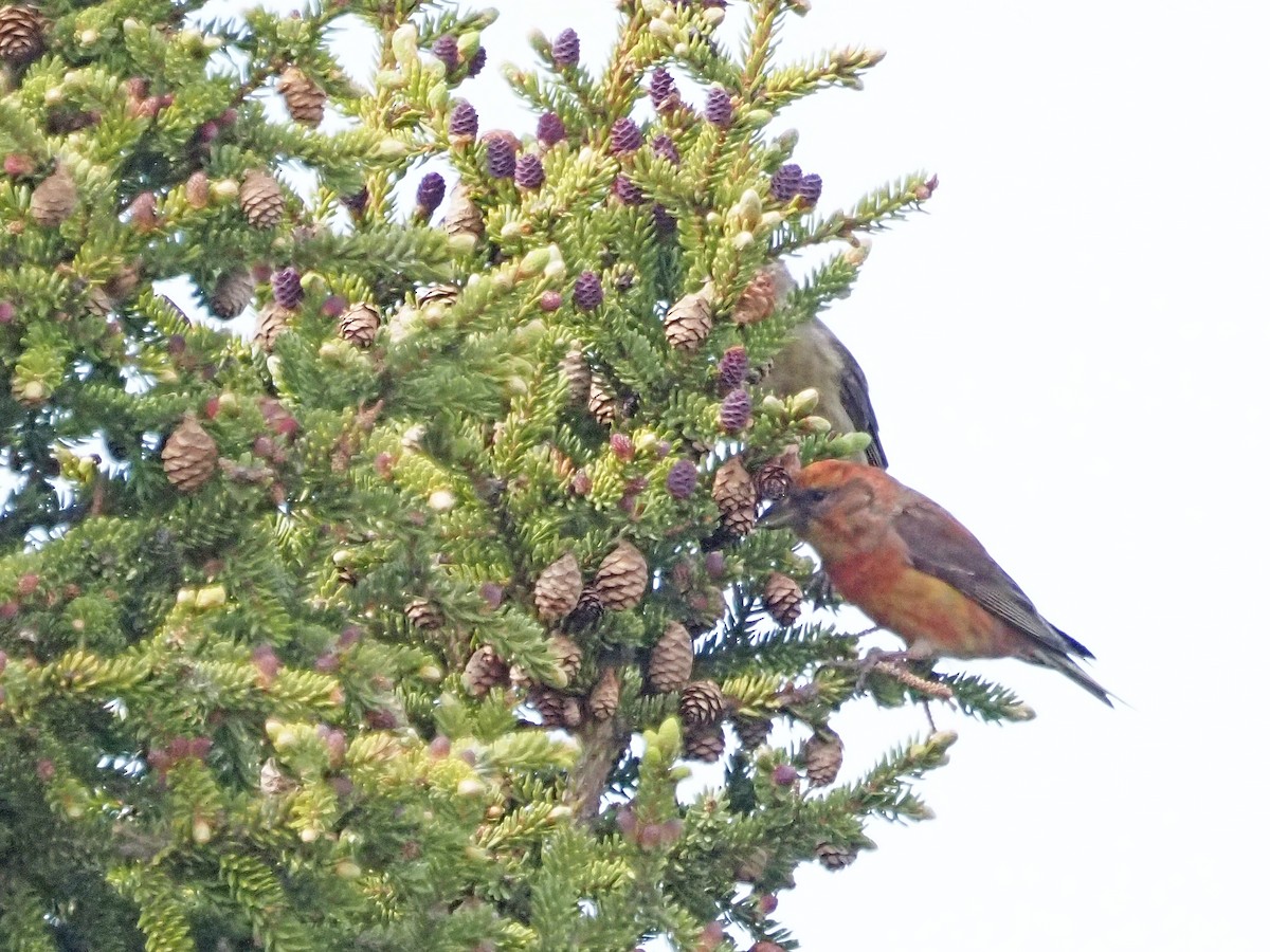 Red Crossbill - ML621553474