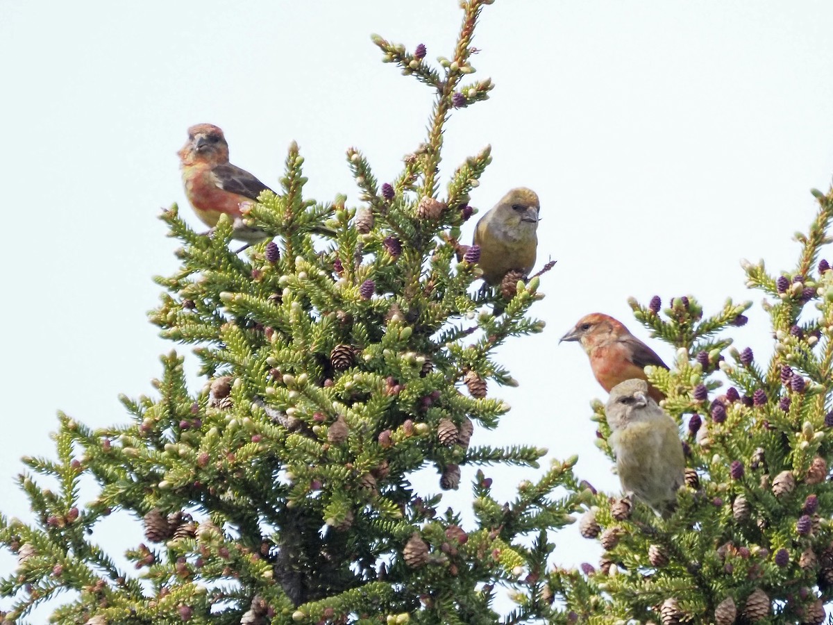 Red Crossbill - ML621553475