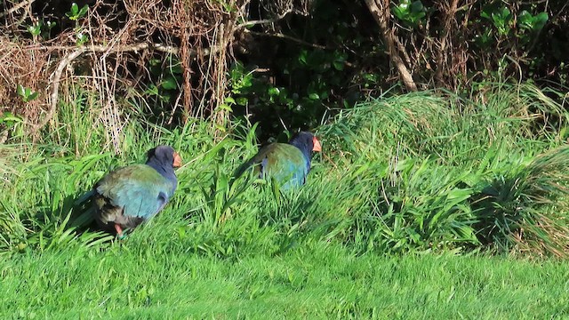 South Island Takahe - ML621553532